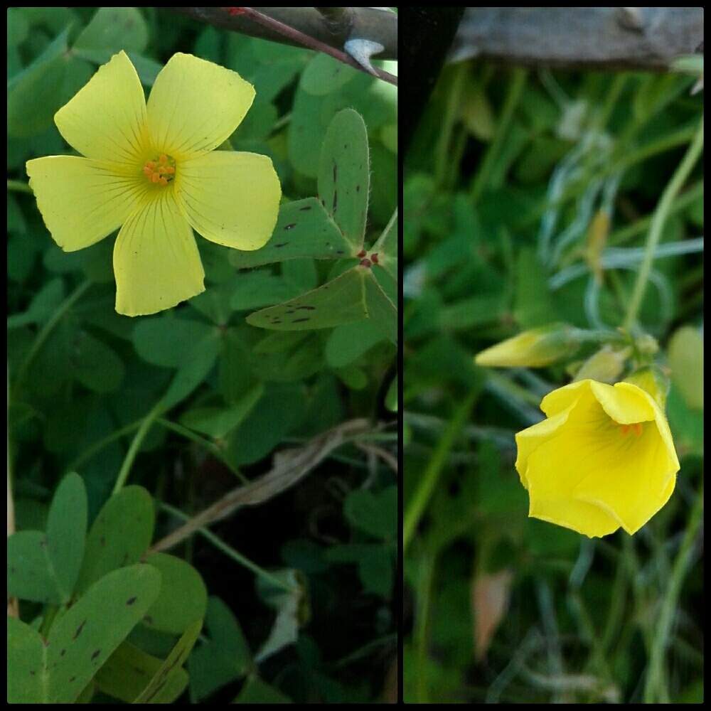 オキザリスの投稿画像 By ハリソンさん 可愛いお花とおうち園芸と黄色い花と毎年咲くと春を告げる花 21月2月7日 Greensnap グリーンスナップ