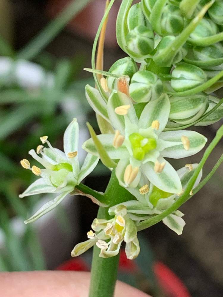 アルブカ ブラクテアータの投稿画像 By Liqueur Poirot ポアロ さん 感謝 700pic投稿と星宵ファンタジーとアルブカ ブラクテアータと感謝 700pic投稿と星宵ファンタジー 21月2月7日 Greensnap グリーンスナップ Greensnap グリーンスナップ