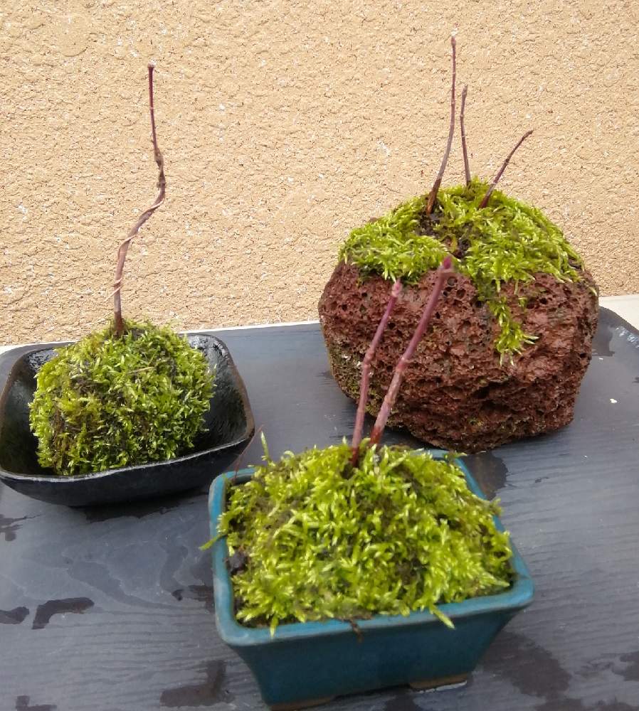 おうち園芸の投稿画像 By Kokoさん カエデもみじと小盆栽と寄植えと石付けと苔玉 21月2月7日 Greensnap グリーンスナップ