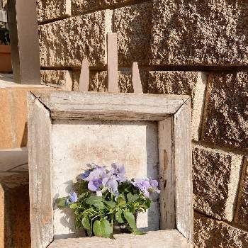 春はもうすぐ♥️の画像 by まりりんさん | エントランスと春はもうすぐ♥️とお気に入りの器や花瓶と植物