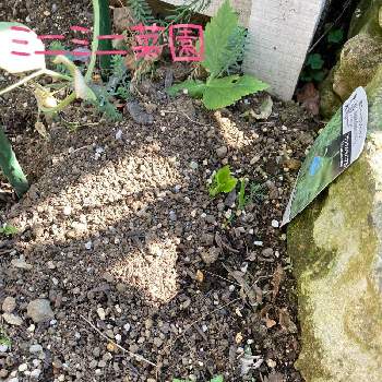 三つ葉の栽培の投稿画像一覧 Greensnap グリーンスナップ