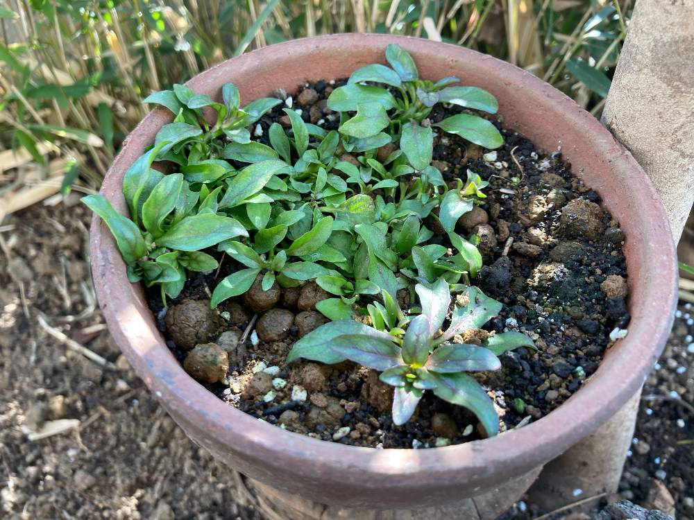 ペニーロイヤルミントの投稿画像 By 枸杞さん ペニロイヤルミントとハーブとペニーロイヤル ミントと虫除けハーブと虫除け対策ハーブ 21月2月7日 Greensnap グリーンスナップ