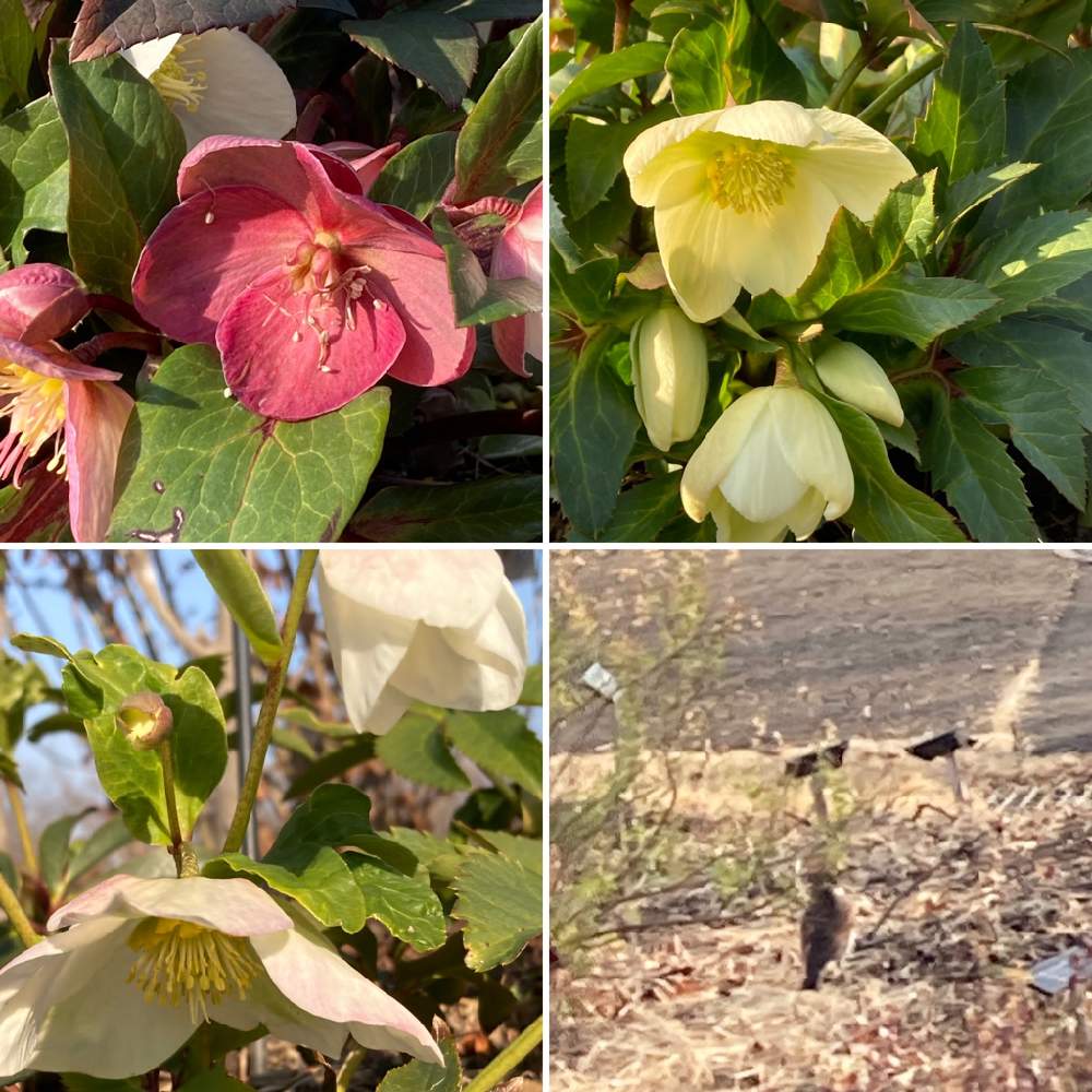 ひまさんの投稿画像 21月2月7日 Greensnap グリーンスナップ