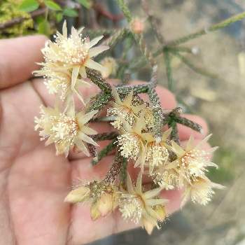 リプサリス ピロカルパの投稿画像一覧 Greensnap グリーンスナップ