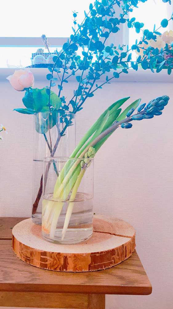 バラの投稿画像 By Niki 可愛いお花屋さんが好きさん ヒヤシンスとユーカリと花の飾り方と経過観察中とガラスの花瓶とお花のある生活と花は癒やし と切り花 21月2月7日 Greensnap グリーンスナップ