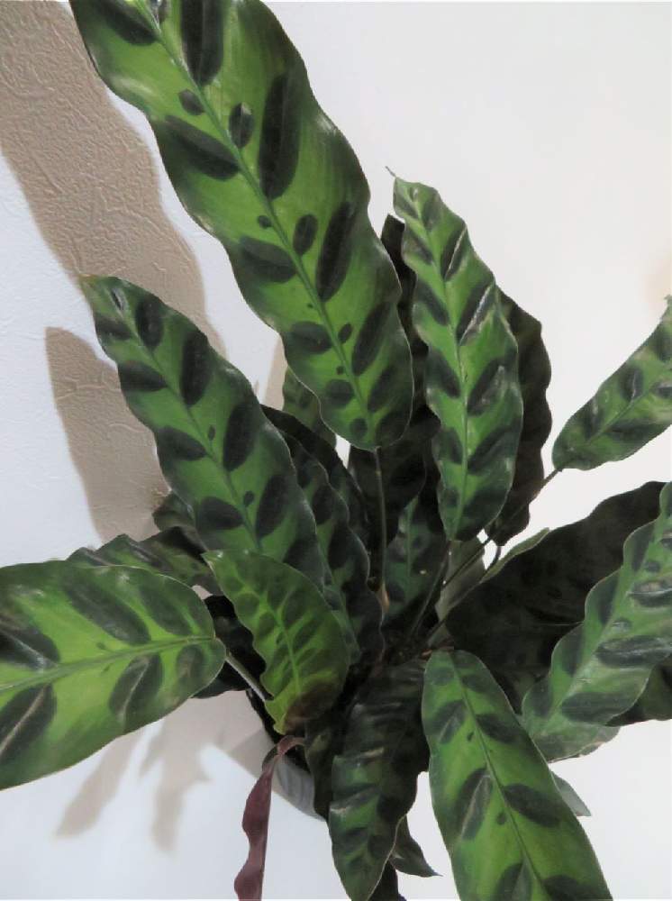 カラテア ランキフォリアの投稿画像 By あるとさん みどりのある暮らしと観葉植物とお気に入りと斑入り観葉植物とおうち園芸と植中毒とカラテア属と葉っぱ大好きと斑入り と斑入り葉 21月2月7日 Greensnap グリーンスナップ