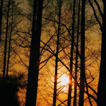 メタセコイヤの樹木の画像 by m＆oさん | お出かけ先と都立水元公園と雲撮りと雲仲間と空撮りと散策の途中でとメタセコイヤの樹木