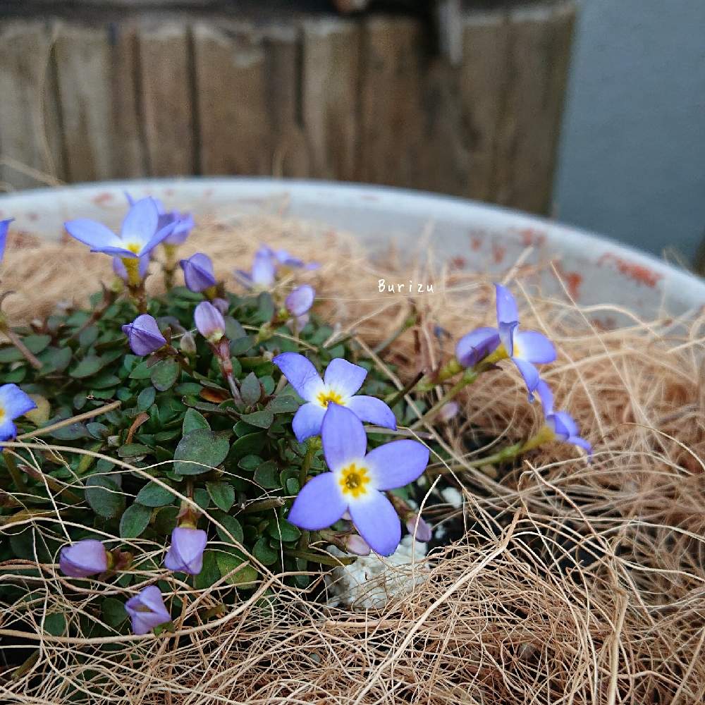 ヒナソウの投稿画像 By ブリズさん 小さな庭と庭の花とgs映えとおうち園芸と花好きな人と繋がりたいと花のある暮らしと花が好きと庭の花とgs映えとおうち園芸と花好きな人と繋がりたいと花のある暮らしと花が好き 21月2月7日 Greensnap グリーンスナップ