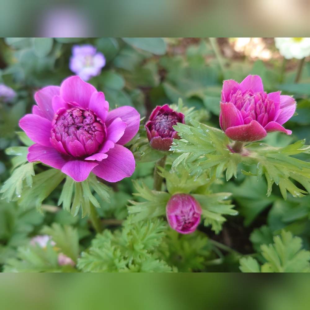 アネモネの投稿画像 By ずもごぬすさん 八重咲き アネモネとアネモネ オーロラと花壇とおうち園芸 21月2月7日 Greensnap グリーンスナップ