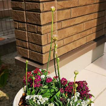 グリーン初心者の画像 by - yuki -さん | 玄関とアリッサムとアルメリアと観葉植物とグリーン初心者と寄せ植えと癒しときれいと新メンバーと植中毒と緑のある暮らしと楽しみと花のある暮らしとgreenとかわいい