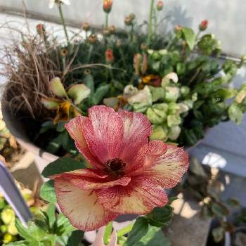 ラナンキュラス ラックス テセウスの投稿画像一覧 Greensnap グリーンスナップ