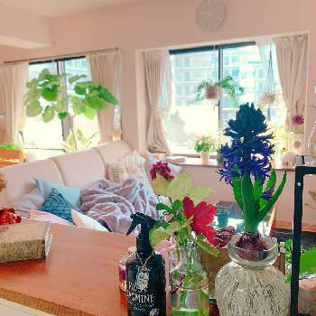 キッチンカウンターからの眺めの投稿画像一覧 Greensnap グリーンスナップ