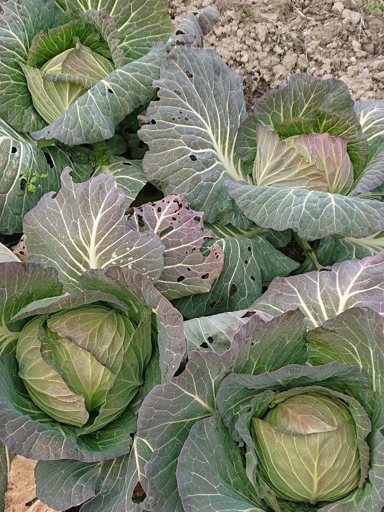 家庭菜園の投稿画像 By Hanaotoさん 野菜作りとキャベツ栽培 21月2月7日 Greensnap グリーンスナップ