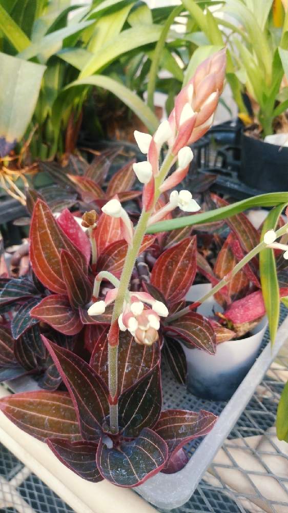 ホンコンシュスランの投稿画像 By Ttatackさん ジュエル オーキッドとビロードランと開花とジュエルオーキッド 21月2月7日 Greensnap グリーンスナップ