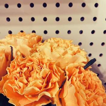 マンゴーリーバーの画像 by mi_さん | 部屋とバラとマンゴーリーバーと切り花と花瓶の花とバラのある暮らし