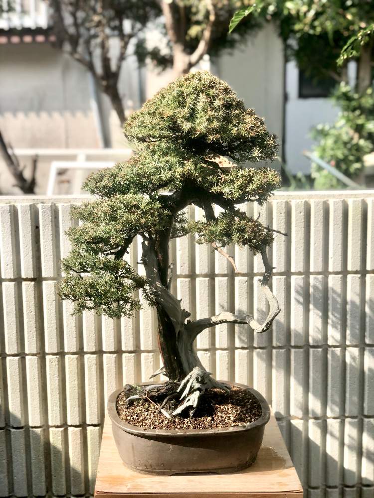 盆栽　山採り　五葉松　斜幹　文人　大品サイズ 雨竹亭] 【樹齢約100年那須五葉松】大品盆栽松柏山採り文人調双幹体