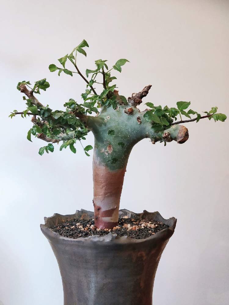 植物育成ライトの投稿画像 By アガベさん コミフォラとコミフォラカタフと灌木と塊根植物と灌木系コーデックスと珍奇植物と室内管理と育成中 21月2月7日 Greensnap グリーンスナップ