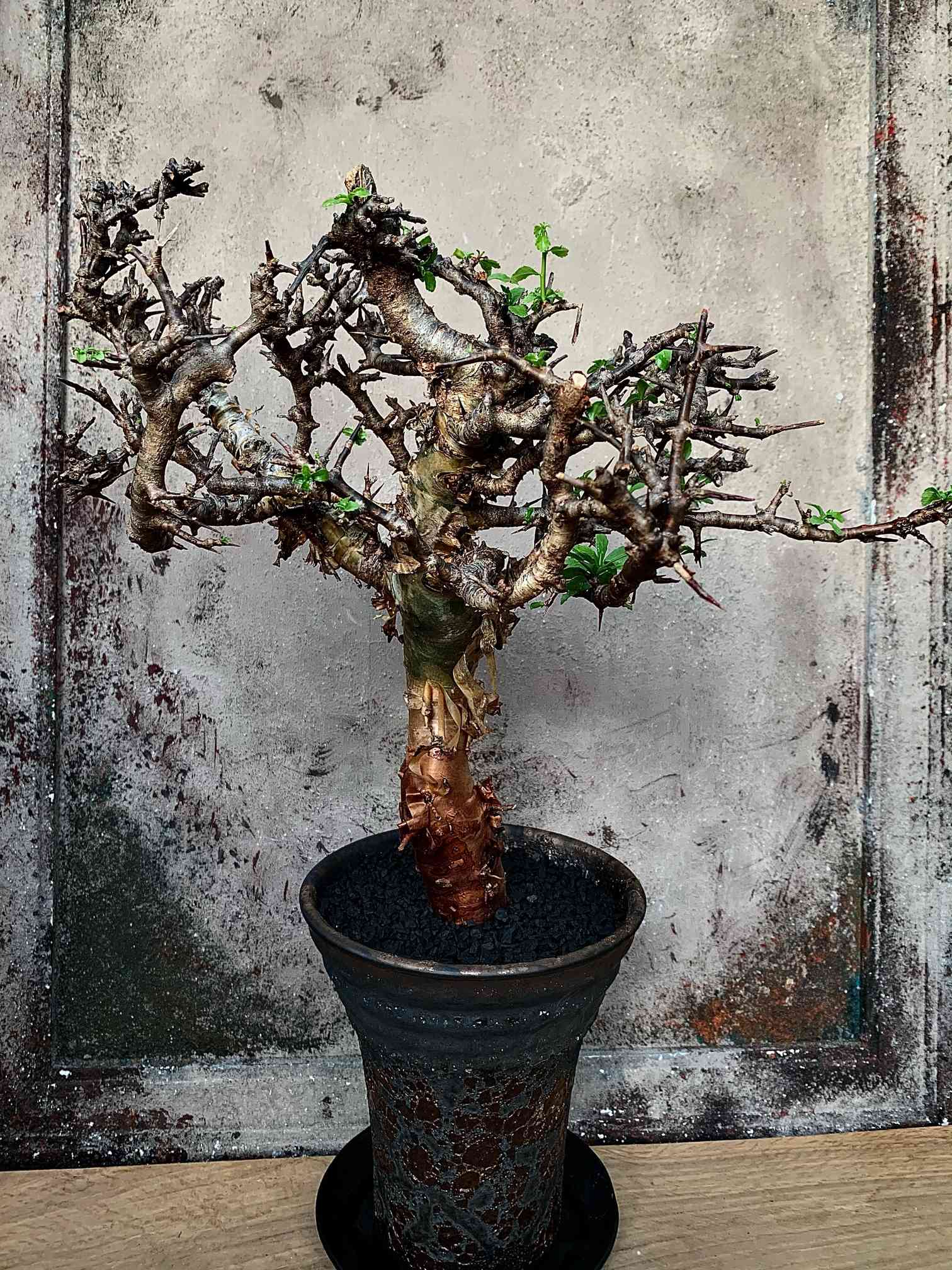 コミフォラ クアの一覧｜🍀GreenSnap（グリーンスナップ）