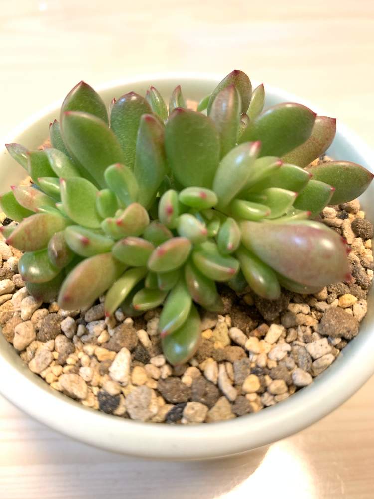 ピンクルルビーの投稿画像 By こりん さん ピンクルビーとバッシュフルと多肉植物とグラプトベリア属と私の趣味とおうち園芸 21月2月8日 Greensnap グリーンスナップ