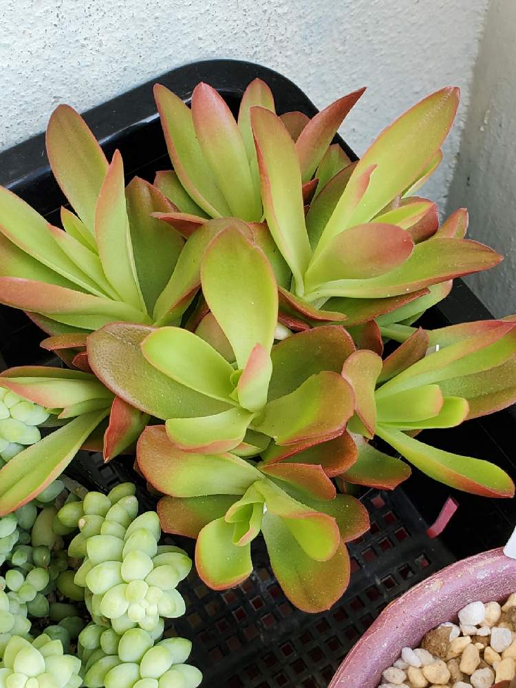多肉中毒の投稿画像 By Mcocoさん 多肉植物と 火祭りと沖縄と多肉植物のある暮らしとgsのみなさんに感謝 とおうち園芸と相談と多肉女子と多肉好きと 多肉遊びと多肉日和とお一人様鉢と沖縄タニラーと多肉lifeの幸せ と多肉生活 21月2月8日 Greensnap グリーン
