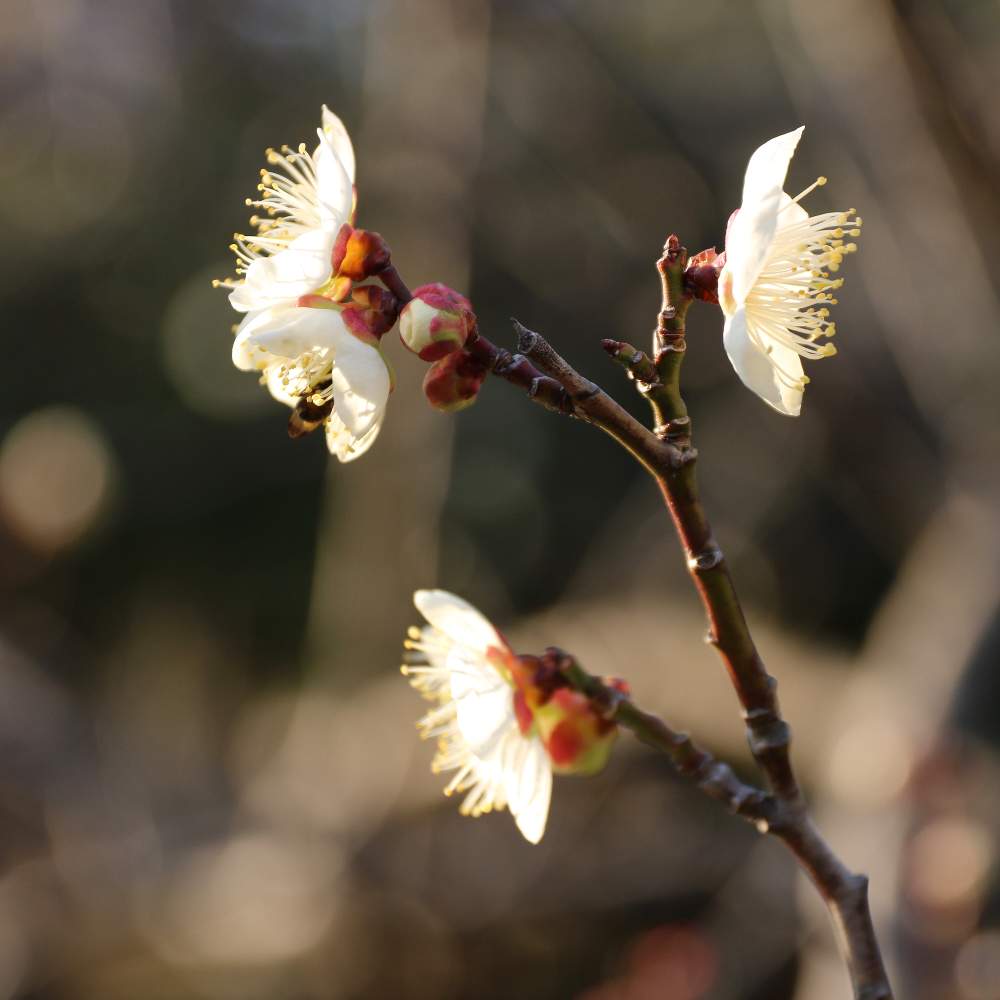 ウメの投稿画像 By リッキーさん 梅の花と一眼レフとcanon 21月2月8日 Greensnap グリーンスナップ