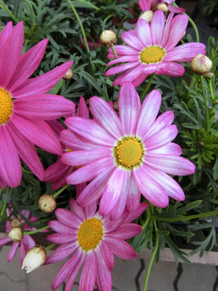 マーガレットの投稿画像 By Kevinさん 素敵 と癒しとおうち園芸とお花大好き とピンク色の花と可愛いと花のある暮らしと マーガレットとかわいいとヨーロッパ原産 21月2月8日 Greensnap グリーンスナップ