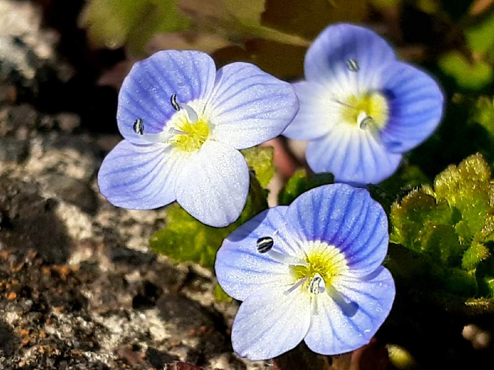 オオイヌノフグリの投稿画像 By さくら貝さん スマホ撮影とオオイヌノフグリの花と花びらとお花とオオイヌノフグリ 21月2月8日 Greensnap グリーンスナップ