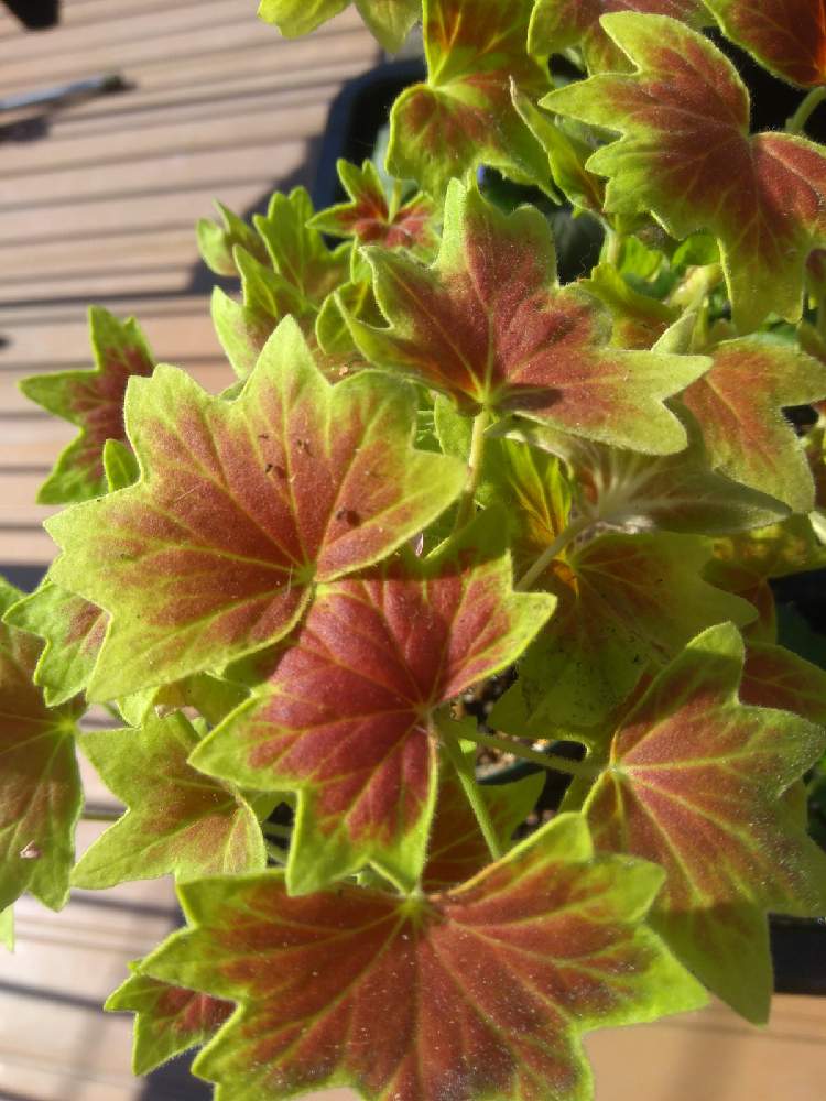 ゼラニウムの投稿画像 By おかぴさん もみじ葉ゼラニウムとモミジバゼラニウムとカラーリーフとゼラニウム とネコ好きとおうち園芸とチーム愛知 21月2月8日 Greensnap グリーンスナップ