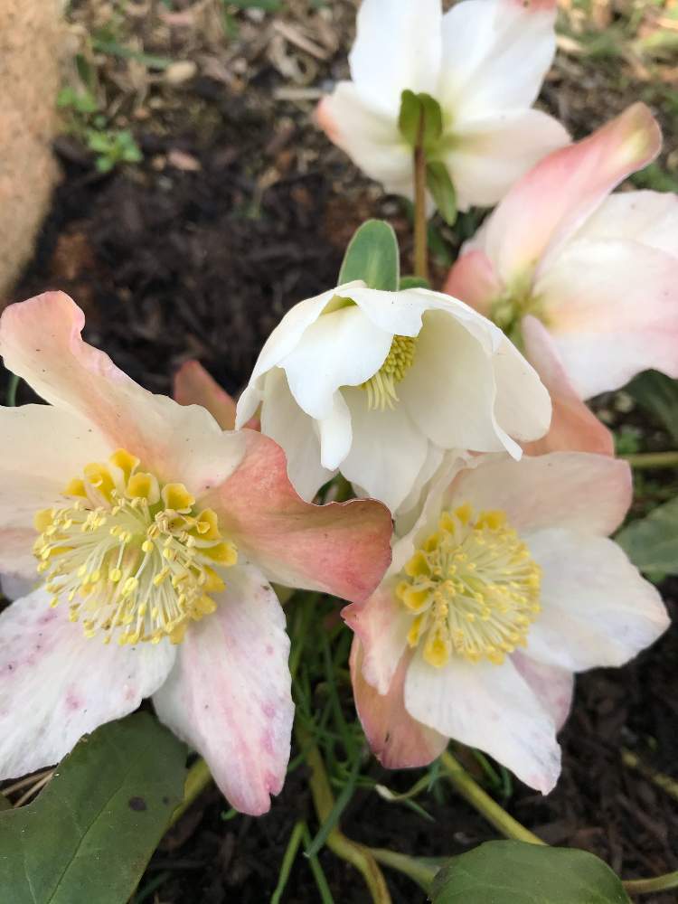 クリスマスローズニゲル ミニマリアの投稿画像 By グッチさん 広い庭とクリスマスローズニゲルとおうち園芸とクリスマスローズニゲルとおうち園芸 21月2月8日 Greensnap グリーンスナップ Greensnap グリーンスナップ