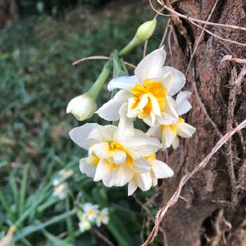 フサザキスイセン 房咲き水仙 の投稿画像一覧 Greensnap グリーンスナップ フサザキスイセン 房咲き水仙 の投稿画像一覧 Greensnap グリーンスナップ