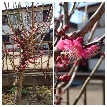 梅の木 の投稿画像一覧 Greensnap グリーンスナップ