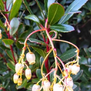 ストロベリーツリー の投稿画像一覧 Greensnap グリーンスナップ