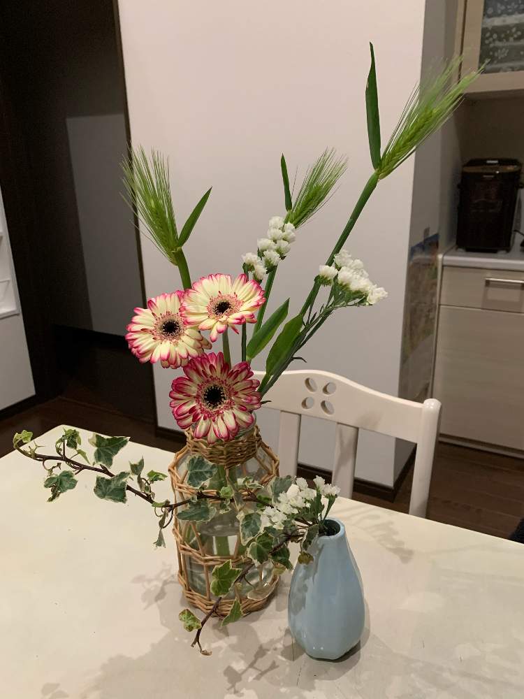 ガーベラの投稿画像 By ぽぉさん スターチスとアイビーと麦 むぎ と花のある暮らしとお気に入りの器や花瓶と植物 21月2月8日 Greensnap グリーンスナップ