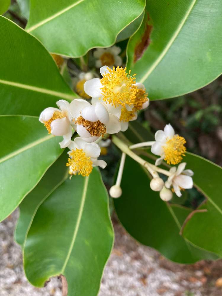 熱帯雨林の投稿画像 By ジャスさん ケアンズと熱帯雨林とケアンズ 21月2月8日 Greensnap グリーンスナップ Greensnap グリーンスナップ