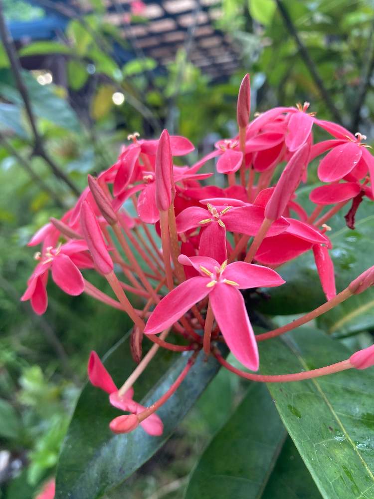 熱帯雨林の投稿画像 By ジャスさん ケアンズと熱帯雨林とケアンズ 21月2月8日 Greensnap グリーンスナップ Greensnap グリーンスナップ