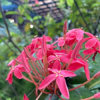 ケアンズの投稿画像一覧 Greensnap グリーンスナップ