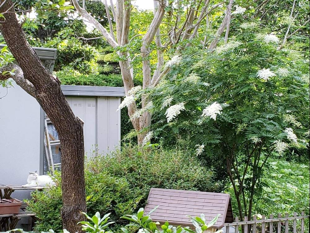 ナナカマドの投稿画像 By 秋草さん ニワナナカマド 21月2月8日 Greensnap グリーンスナップ