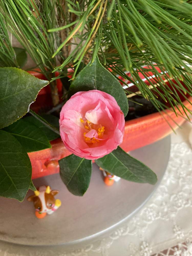 ファニーさんの投稿画像 21月2月8日 Greensnap グリーンスナップ