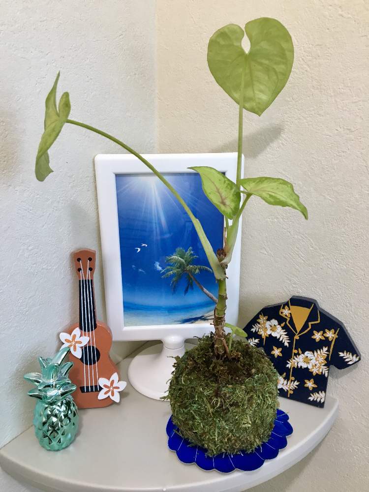 シンゴニウムの投稿画像 By ふーこさん 観葉植物とグリーンのある暮らしと植物とインテリアと植物と観葉植物のある暮らしと苔玉 21月2月8日 Greensnap グリーンスナップ
