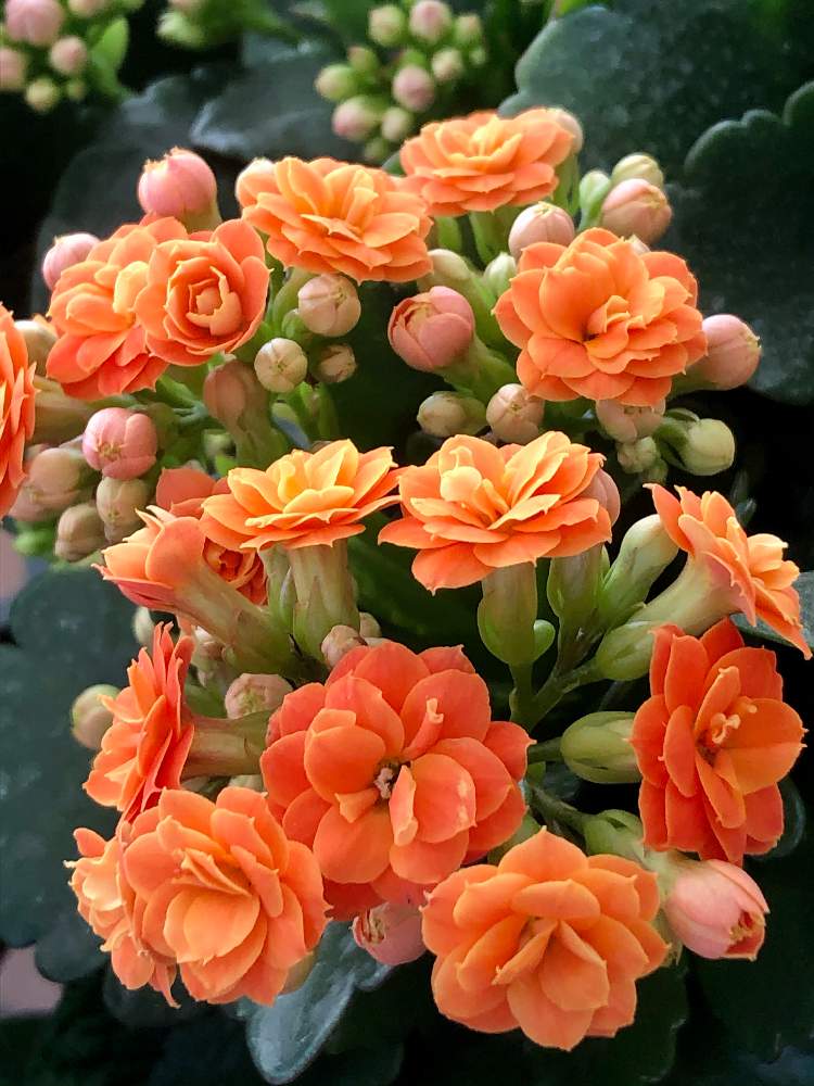 カランコエ カランディーバの投稿画像 By オニキスさん 八重咲きのカランコエ カランディーバ と自宅にお迎えと八重咲きのカランコエ カランディーバ と自宅にお迎え 21月2月8日 Greensnap グリーンスナップ Greensnap グリーンスナップ