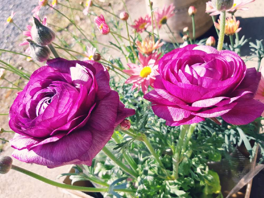 ラナンキュラスの投稿画像 By Sanaさん マーガレットシンプリーコーラルとマーガレット ストロベリーホイップと花言葉とマーガレット と幸福 21月2月8日 Greensnap グリーンスナップ