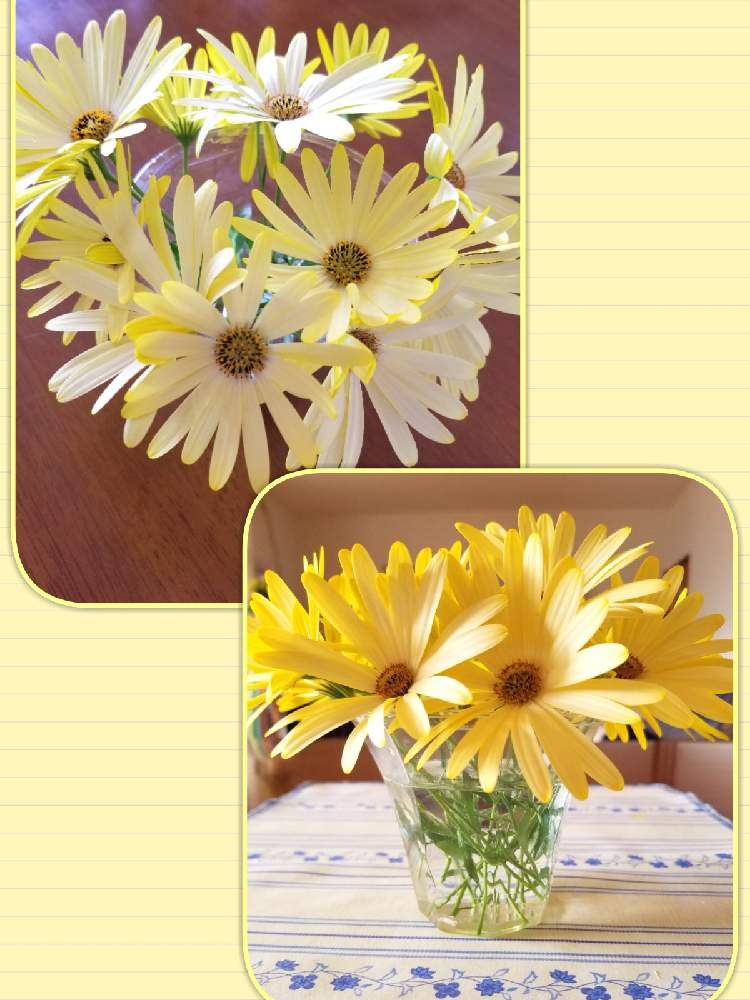 食卓花の投稿画像 By はなちゃんさん おうち園芸と黄色のお花と可愛いねといつもお花と幸せ時間と好きなお花キララさんと切り花 21月2月8日 Greensnap グリーンスナップ