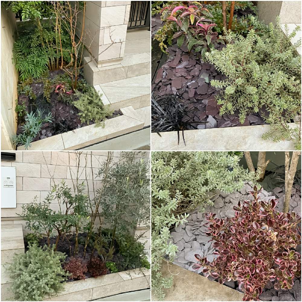 春のお花の投稿画像 By 河野自然園さん ガーデンと神奈川と小さなスペースと剪定と花壇と横浜と季節の花とにわと植え替えと庭づくりとナチュラルスタイルと ガーデニングと河野自然園と植栽 21月2月8日 Greensnap グリーンスナップ