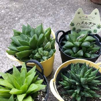 ハオルチア レツーサ 寿の投稿画像一覧 Greensnap グリーンスナップ