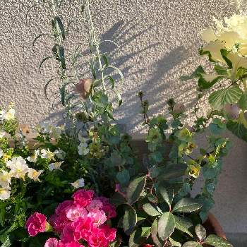 プレミアム バラ咲きジュリアン イチゴのミルフィーユの画像 by ぽぽさん | 玄関とオレガノ ケントビューティーとチェッカーベリーとプレミアム バラ咲きジュリアン イチゴのミルフィーユとやっぱりフリフリが好き！とやっぱりバラ咲きとおうち園芸とやっぱりピンクが好きと花のある暮らしとうどん県人会