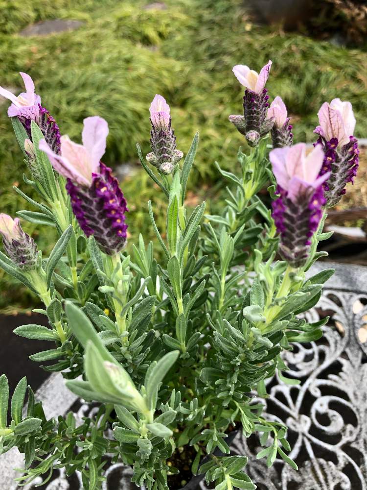フレンチラベンダーの投稿画像 By ピコさん ガーデニングとおうち園芸とエンジェルピンク 21月2月8日 Greensnap グリーンスナップ