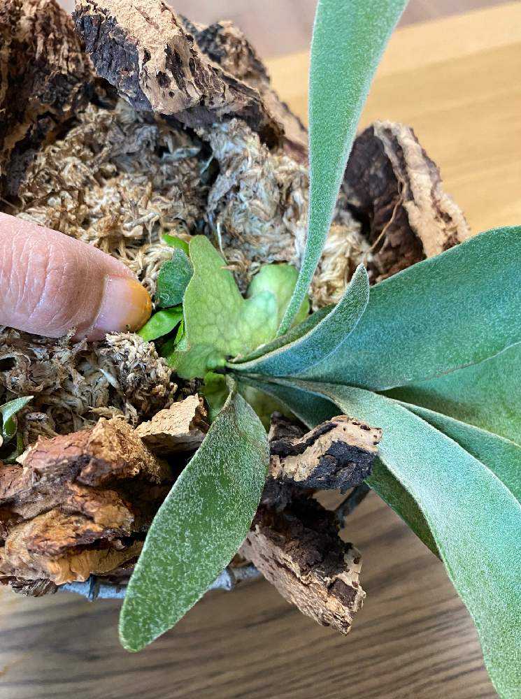 ビカクシダの分割｜🍀GreenSnap（グリーンスナップ）