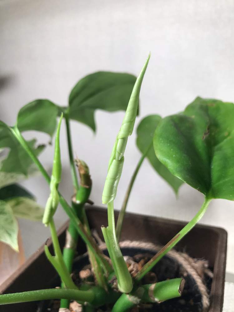 姫モンステラの投稿画像 By すいこさん 観葉植物とled植物育成ライト 21月2月8日 Greensnap グリーンスナップ