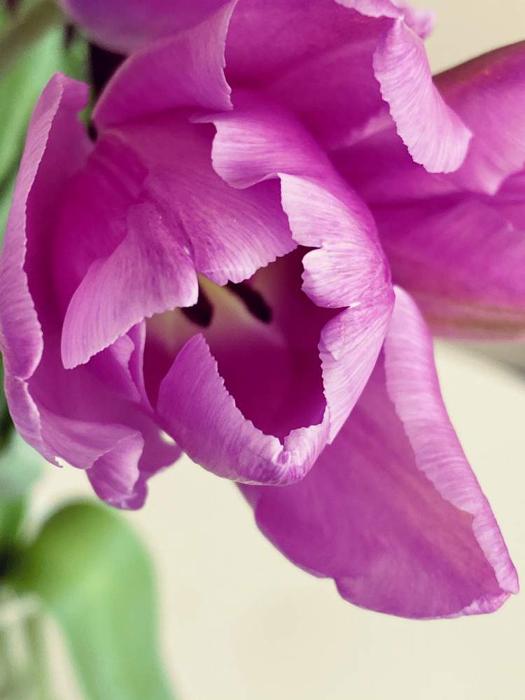 白蓮さんの投稿画像 21月2月8日 Greensnap グリーンスナップ