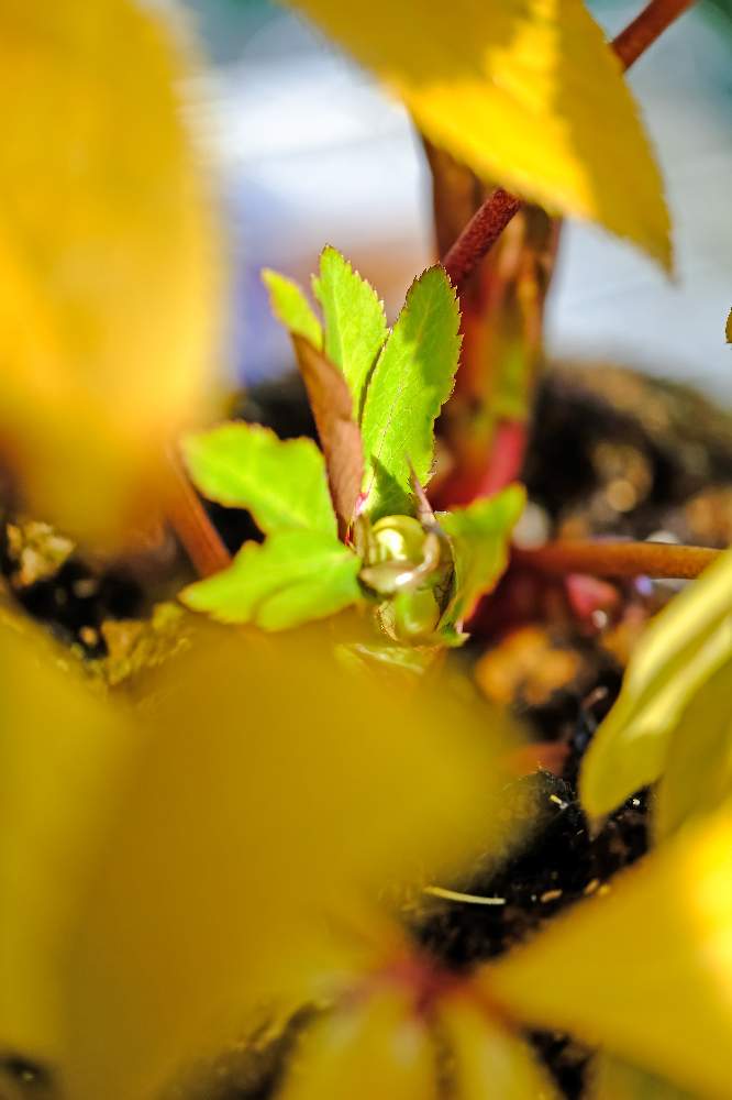 クリスマスローズ イエローの投稿画像 By ピッチさん クリスマスロ ズとクリスマスローズ愛同盟と クリスマスローズとクリスマスマスローズと花の 咲かないクリスマスローズ イエロー 21月2月8日 Greensnap グリーンスナップ